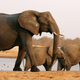A herd of elephants roams the grounds at Hwange National Park, the largest natural reserve in Zimbabwe.